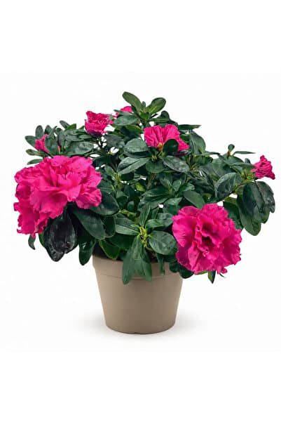 ERNAZ Açelya (Azalea) Orman Gülü Pembe | 30-40 cm Boy Çiçekli Canlı Bitki