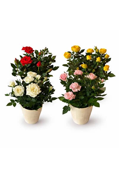 ERNAZ Mini Bodur Gül 4'lü Set |Rastgele renk | 25-30 cm Boy | Çiçekli Ev & Balkon Bitkisi