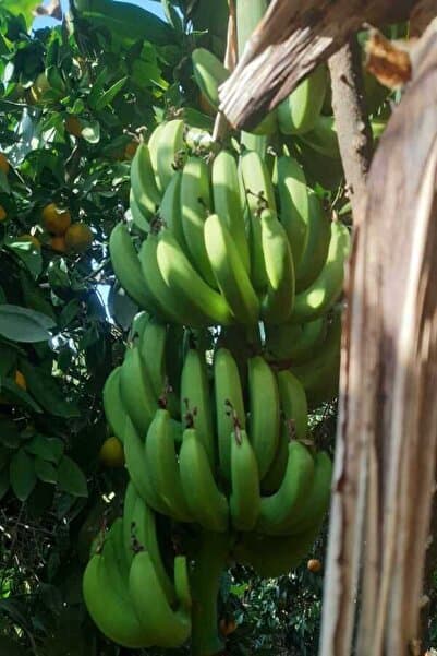bahcemdenonline Anamur Muzu Yeşil 10 kg