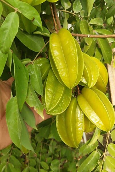 bahcemdenonline Yıldız Meyvesi Karambola 1 kg