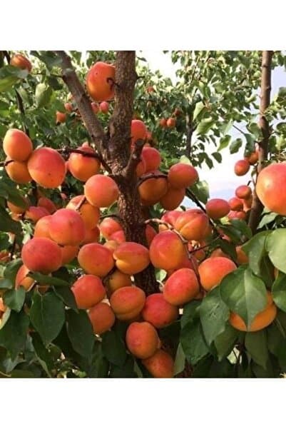 AFYONDOĞAPEYZAJ TÜPLÜ 3 YAŞ AŞILI SERTİFİKALI ESKİ MALATYA KAYISI FİDANI