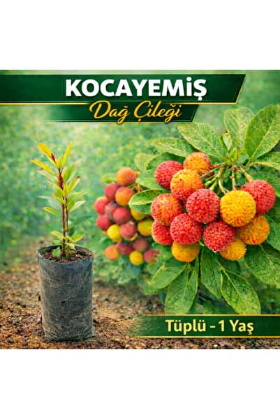 FİDANKÖY Dağ Çileği Kocayemiş Fidanı 1 yaş