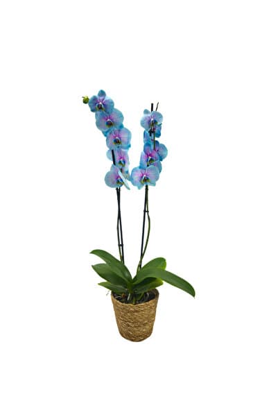 ERNAZ Orkide – Phalaenopsis | Pembe-Mavi Renk Canlı | Saksı Çiçeği | Ev & Ofis İç Mekan Bitkisi