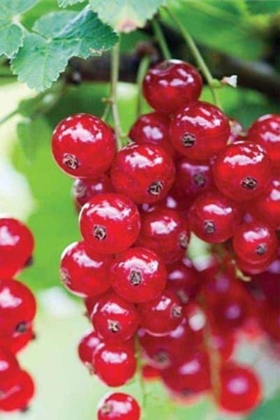 Genel Markalar Frenk Üzümü Kırmızı Meyveli Fidanı 10-20 cm