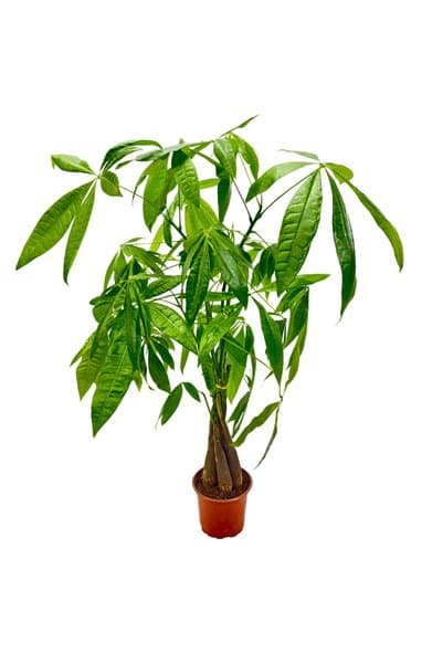 ERNAZ Pachira Aquatica (Money Tree – Para Ağacı) | 17 cm Saksı 80-90 cm Boy | Dekoratif Canlı Bitki
