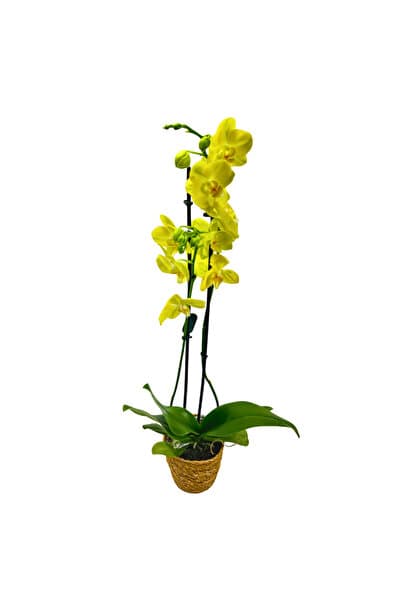 ERNAZ Orkide – Phalaenopsis | Sarı Renk Canlı | Saksı Çiçeği | Ev & Ofis İç Mekan Bitkisi