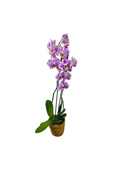ERNAZ Orkide – Phalaenopsis | Alacalı Benekli Canlı Saksı Çiçeği | Ev & Ofis İç Mekan Bitkisi