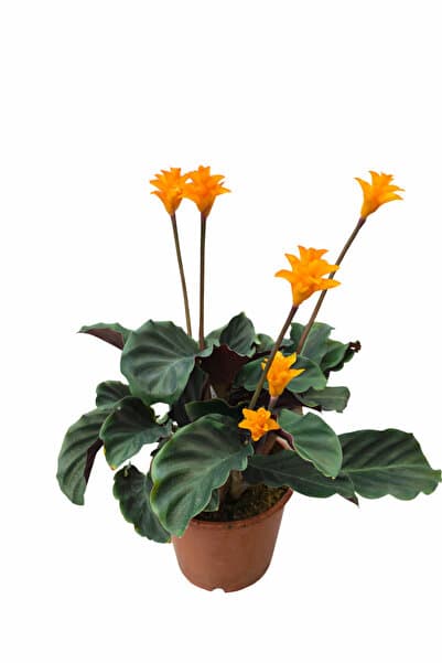 ERNAZ Calathea Crocata (Dua Çiçeği) Canlı Ev & Ofis İç Mekan Bitkisi