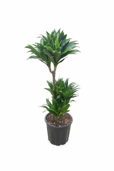 ERNAZ Dracaena Fragrans ‘Janet’ (Compacta formu), 3 Gövdeli 21 cm Saksı 90-100 cm boy | Ev ofis iç Mekan Bitkisi