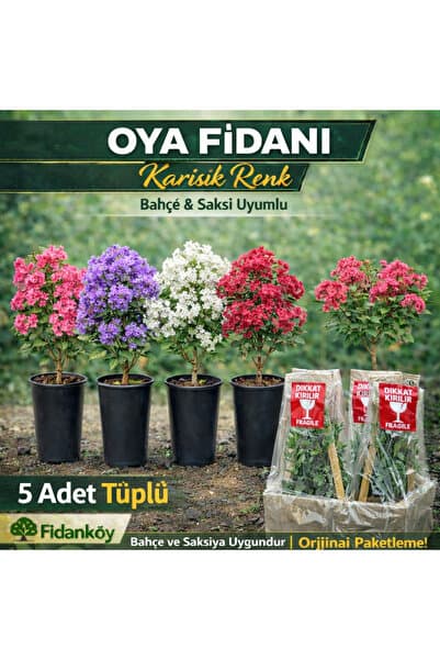 FİDANKÖY Oya fidanı tüplü 5 adet 1/2 yaş