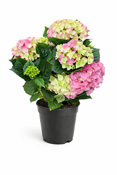 ERNAZ Ortanca (Hydrangea Macrophylla) Pembe Renk | 35-40 Cm 14 Cm Saksı | Canlı Salon ve Balkon Bitkisi