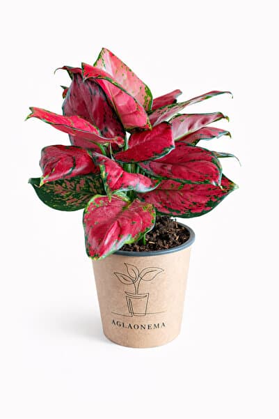 ERNAZ Aglaonema Red Valentine (Çin Herdemyeşili) | Ev & Ofis Bitkisi | 20-15 Cm | 12 Cm Saksı