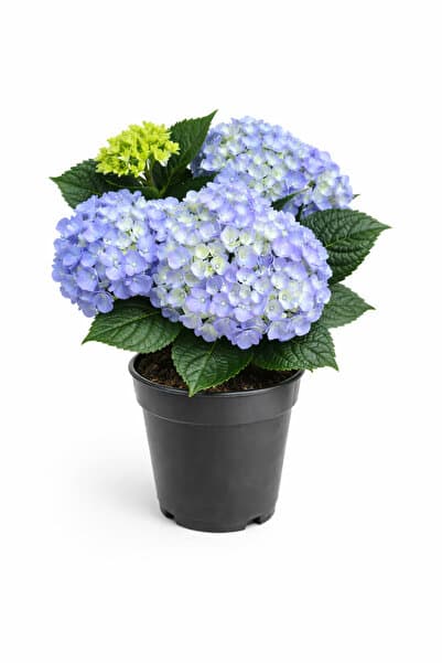 ERNAZ Ortanca (Hydrangea Macrophylla) Mavi Renk | 35-40 Cm 14 Cm Saksı | Canlı Salon ve Balkon Bitkisi