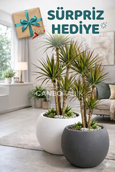 CANBOTANİK Salon Saksı 2 Lİ Saksı Küre Model Saksı 20 cm 9 Litre Antrasit ve Beyaz- Süpriz hediyeli -İçliksiz
