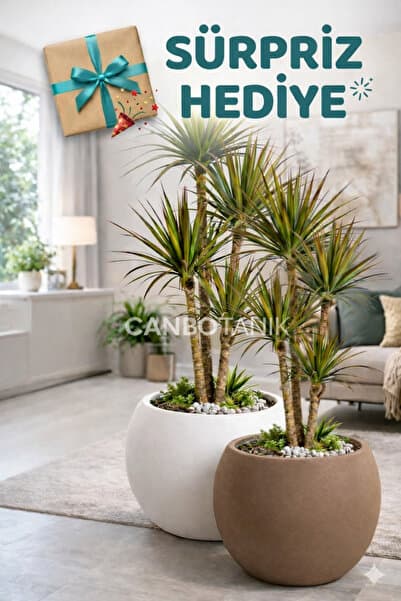 CANBOTANİK Salon Saksı 2 Lİ Saksı Küre Model Saksı 20 cm 9 Litre Beyaz ve Mocha - Süpriz hediyeli -İçliksiz