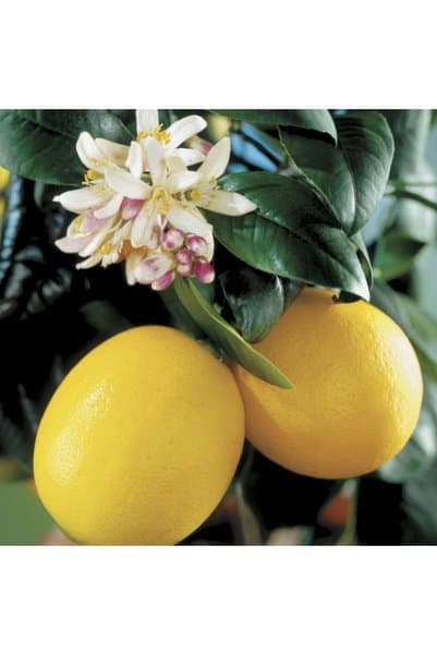 bitkifidan 2 Yaş Mayer Yediveren Limon Fidanı