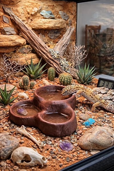 VİONEL Sürüngen Teraryum Yem ve Su Kabı Gecko Kertenkele Besleme Kabı Reptile Dish