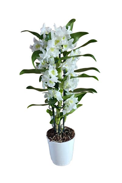 ERNAZ Bambu Orkide (Dendrobium Nobile) Beyaz | Çiçekli Canlı Orkide | 30-40 cm Ev Ofis Salon Bitkisi