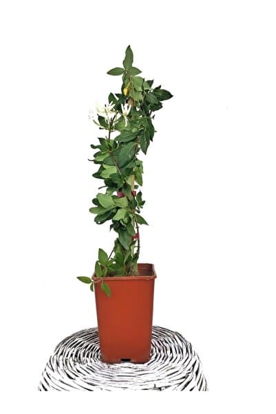 Fidanvar Hanımeli Sarmaşığı Fidanı 10-20 cm