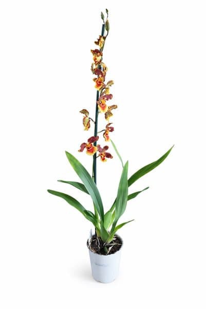 ERNAZ Kambriya Kokulu Orkide (Cambria) | Özel Tür Orkide | 30-40 cm | Rastgele Renk | Canlı Salon Bitkisi