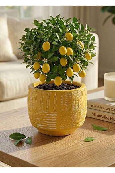 mora store Iskandinav Saksı Bohem Tarz Dekoratif 12,5x11 cm Beton Saksı