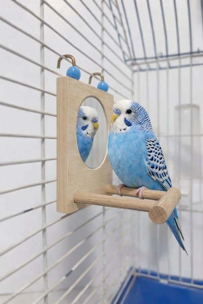 Wooden Bird Muhabbet Kuşu Kafes Yan Duvar Aynası (Doğal Ahşap)
