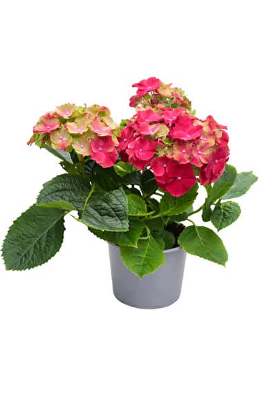 ERNAZ Ortanca (Hydrangea Macrophylla) Kırmızı Renk | 35-40 Cm 14 Cm Saksı | Canlı Salon ve Balkon Bitkisi