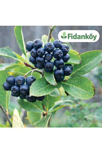 Aronya Fidanı Saksılı/tüplü