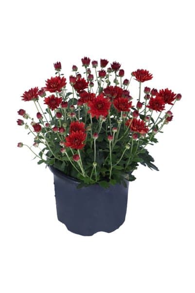HOBİ VE BAHÇE Kasımpatı Saksı’da (chrysanthemum) Kırmızı Renk 10-20 cm