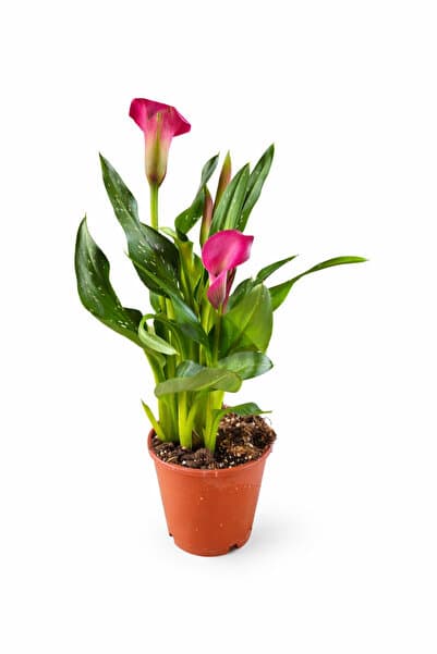 ERNAZ Gala Çiçeği (Zantedeschia Calla Lily) Karışık Renk | Dekoratif Canlı Salon Bitkisi
