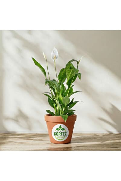 MorDekor Seradanal - Barış Çiçeği Spathiphyllum Sokak Lambası Ev Bitkisi Ofis Bitkisi Barış Çiçeği