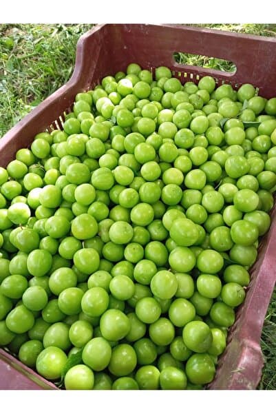 Yeşil Erik Net 1 Kg