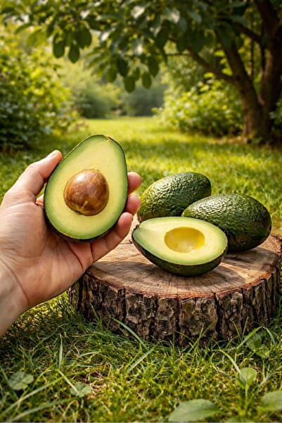 Hass Avokado beybi 3 kg (100 gr altı)