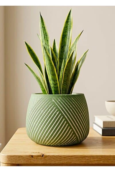mora store Bohem İskandinav Çizgili Dekoratif Beton Saksı Yeşil 12x13 cm | Modern Ev Ofis Saksısı