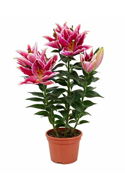ERNAZ Lilyum Çiçeği 50 cm Pembe | Ev & Ofis İçin Şık Süs Bitkisi