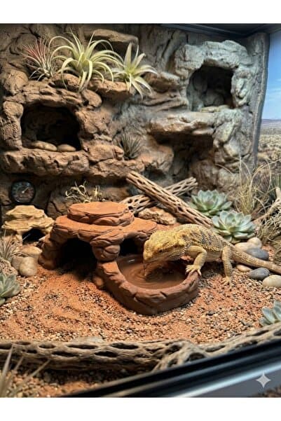 novYTerra Rock Doğal Kaya Görünümlü Sürüngen Su Kabı ve Saklanma Alanı (Kertenkele, Gecko, Sakallı Ejder)