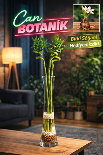 CANBOTANİK Şans Bambusu 6 adet 50 cm bitki Soğanı hediyel