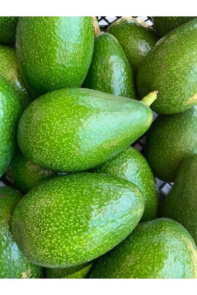 Anamur 1 KG AVOKADO