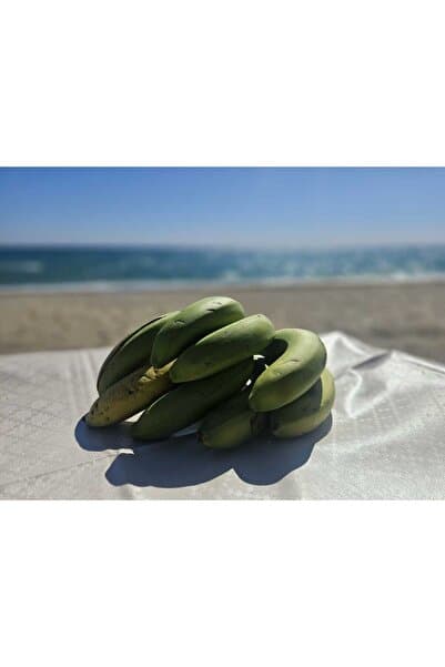 Akabo Avokado Organik Anamur Muzu - 1 Kg