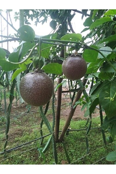 Mirayın bahçesinden Pasiflora meyvesi 5 Adet