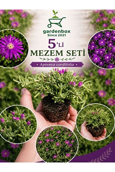 Bitkim Sende Mezem Yer Örtücü Acem Halısı Çiçeği Mezarlık Üstüne Uygun 3 Adet Bahçe Peyzaj Seti