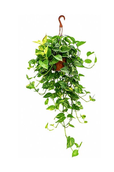 gardenkoala Salon Sarmaşığı – Epipremnum aureum Askılı Saksı