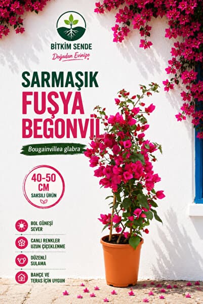 Bitkim Sende Fuşya Begonvil 1 ADET Saksılı Sarmaşık Begonvil 40-60cm Bahçe Bitkisi