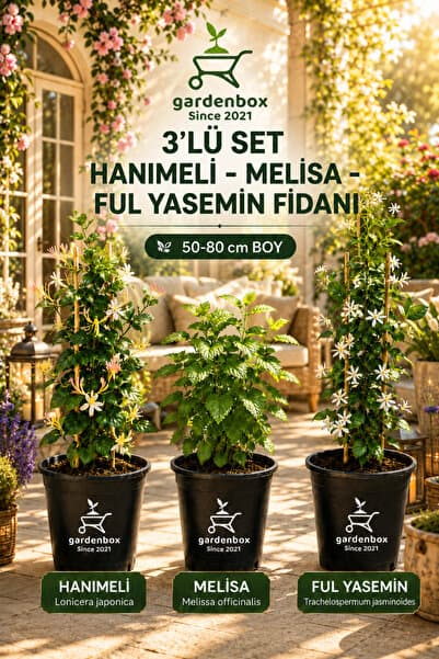 Gardenbox Kokulu Bahçe Seti Hanımeli Fidanı+Melisa Çiçeği +Ful Yasemin Fidanı(40-80CM)