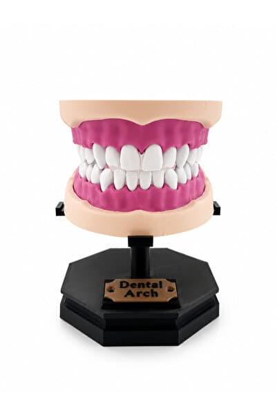 theEvo İnsan Anatomisi Diş Çene Modeli | Dental Eğitim Maketi | Diş Hekimliği Anatomi Modeli | Standlı 3D Maket