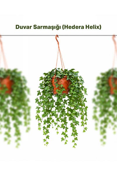 gardenkoala Sarmaşık Askılı – Hedera helix – 15 cm Saksı
