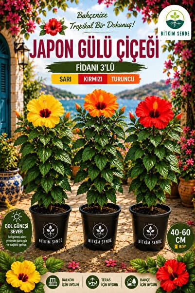 Bitkim Sende Videolu Japon Gülü Çiçeği Fidanı 3'lü Sarı Kırmızı Turuncu 40-60 Cm Saksılı Çiçekli Bodur Hibiscus