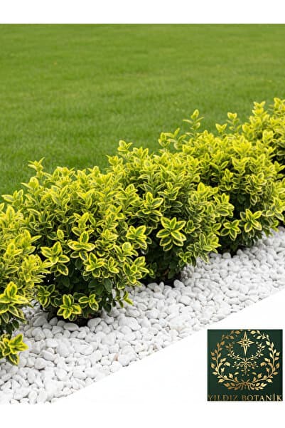 YILDIZ BOTANİK Altuni Gold Taflan Çit Bitkisi Sarı Taflan Fidanı 25-30 Cm 1 Saksıda 3 Kök Üretim