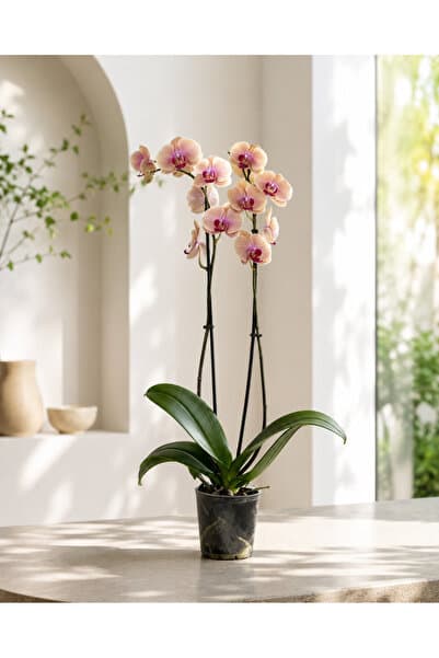 gardenkoala Mercan Renkli Orkide – Phalaenopsis – Çift Dal