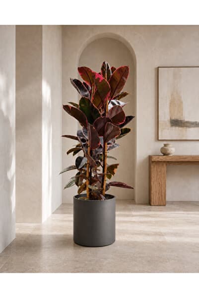 gardenkoala Kauçuk Bitkisi Çift Gövde – Ficus elastica Belize